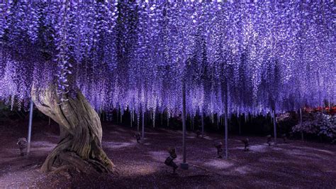 Ashikaga Flower Park | Best Flower Site