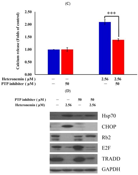 Heteronemin A Marine Sesterterpenoid Type Metabolite Induces