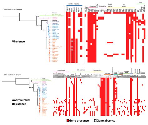 Microorganisms Free Full Text Comparative Genomic Analyses Of Virulence And Antimicrobial