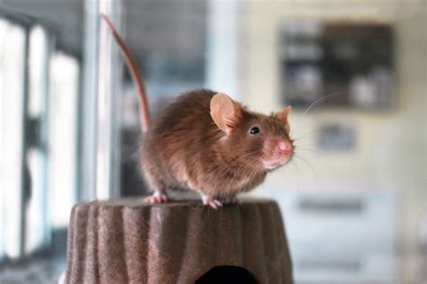 Pet(s) of the Week: Mice! - NHSPCA