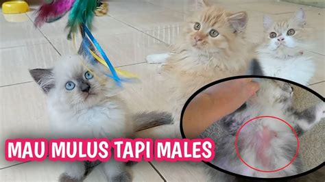 Penyebab Botak Botak Di Badan Kucing Youtube