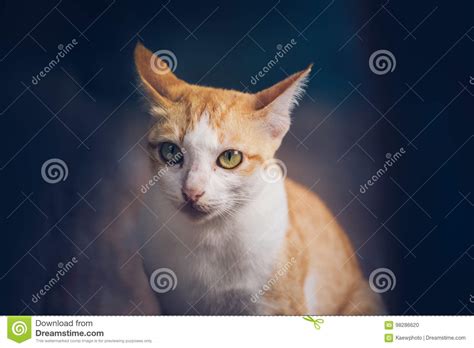 Gatito Anaranjado Que Se Sienta Con La Mirada De Los Ojos Foto De