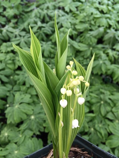 Convallaria Majalis Albostriata Striped Lily Of The Valley Garden