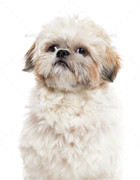 Close Up Of A Shih Tzu Isolated On White Stock Photo By Lifeonwhite