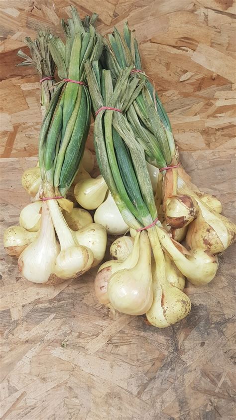 Oignons jaunes nouveaux botte Au Potager de Bécheret