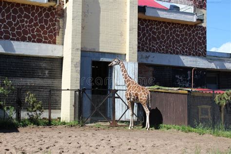 Spotted Giraffe In The Aviary In The Summer At The Zoo Of St