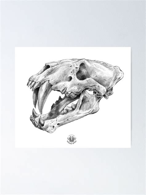 Xenosmilus Sabertooth Cat Skull Pencil Art Poster By Tanyartwork Redbubble