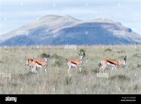 Springbok In The Mountain Zebra National Park Near Cradock In South