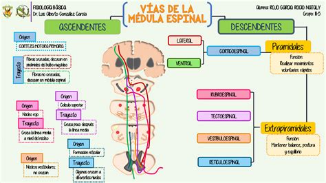 Vias Descendentes Neuroanatomia