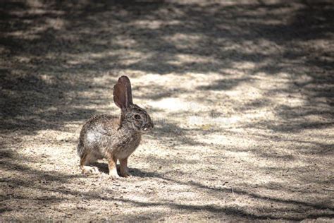 Desert Cottontail Rabbit In Arizona Stock Image Image Of Adorable