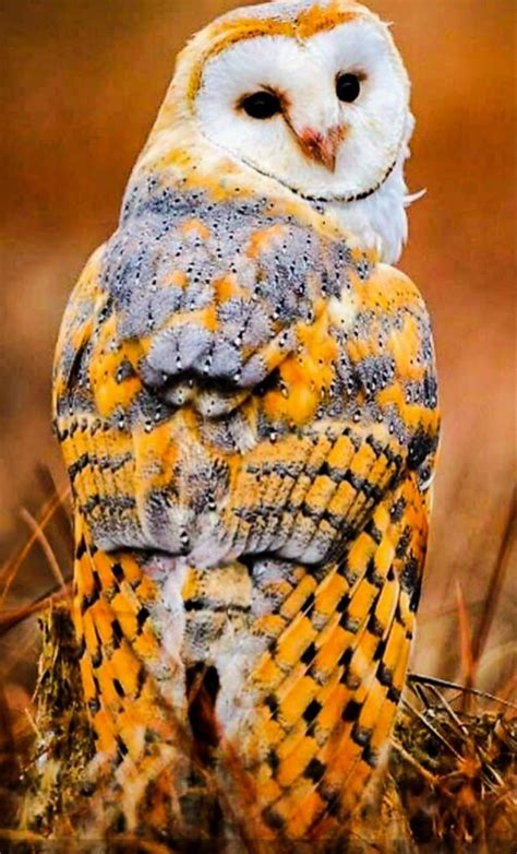 Barn Owl Animals Beautiful Owl Photography Pet Birds