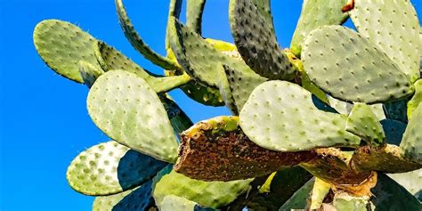 Cactus Diferentes Tipos Especies Clases Y Su Cultivo