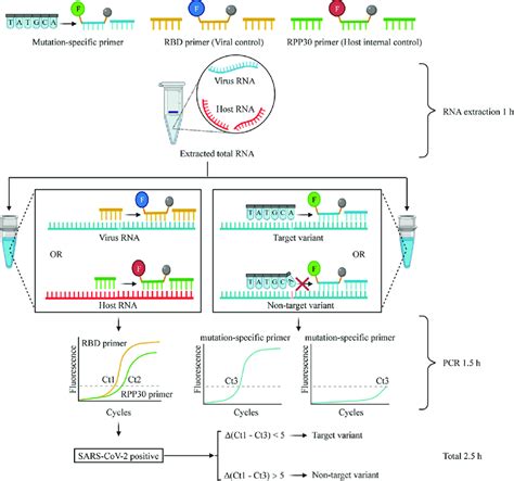 Scheme Of The Process Of The Arms Rt Qpcr Assay For Detecting