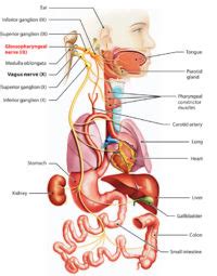 Glossopharyngeal Nerve Earth S Lab