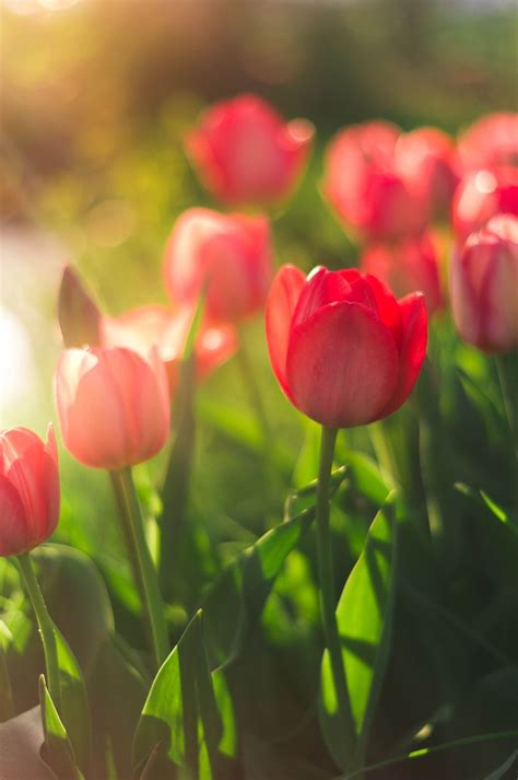 Tulip Wallpapers 4k Hd Tulip Backgrounds On Wallpaperbat