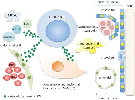 Extracellular Vesicle Mediated Cellcell Communication In