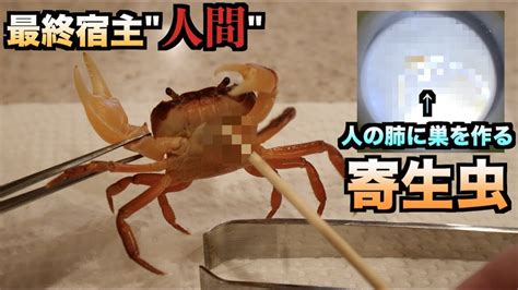 【超危険】サワガニから人の肺に寄生する寄生虫を取り出した結果。。。 Youtube