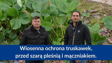 Wiosenna Ochrona Truskawek Przed Szar Ple Ni I M Czniakiem Oparta Na