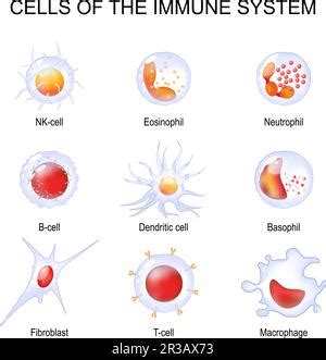 Realistic Human Cell Anatomy Diagram Infographic Poster Vector