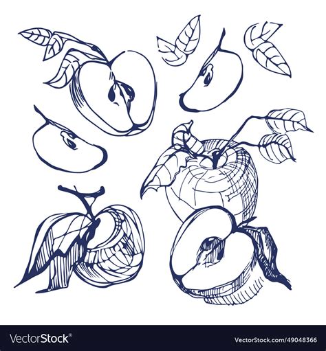 Apple sketch Royalty Free Vector Image - VectorStock