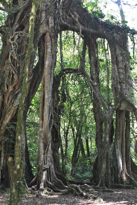 Free Images Tree Nature Branch Wood Trunk Jungle Botany Flora