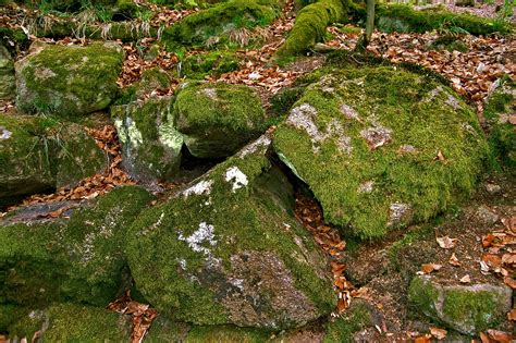 moss rock  stock photo freeimages