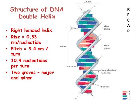 Dna Structure Double Helix Structure