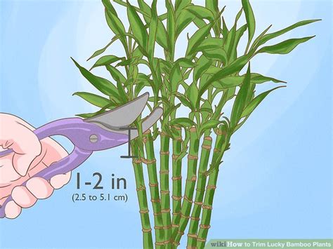 How To Trim Lucky Bamboo Plants 11 Steps With Pictures