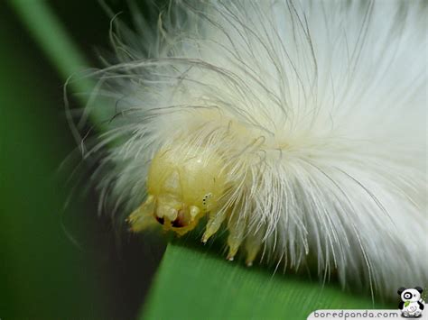 Caterpillars: the cute, the quirky and the almost-creepy - Dusky's Wonders