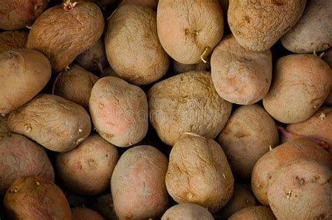 Old Potatoes Close Up Stock Image Image Of Potatoes 70504091