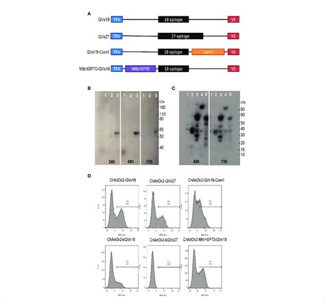 | Design and expression of multi-epitope vaccine antigens. (A) Vaccine... | Download Scientific ...