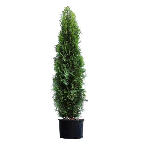 Emerald Green Thuja Tree - Walmart.com