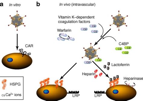 Pathways Mediating Adenovirus Ad Infection Of Cells In Vitro And