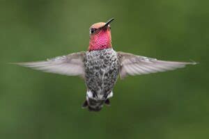 4 Types of Hummingbirds in Washington State (With Pictures ...