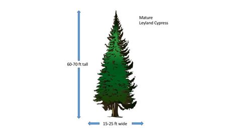 Leyland Cypress 1 Gallon Tree Tots