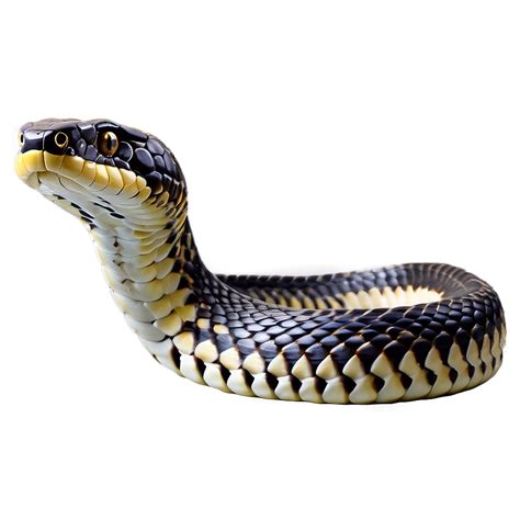 King Cobra Snake Png 46