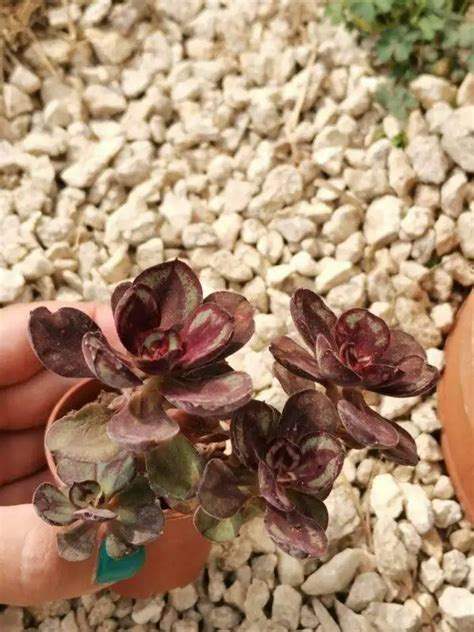 Echeveria Nodulosa Maruba Benitsukasa Siracactus Spedizione