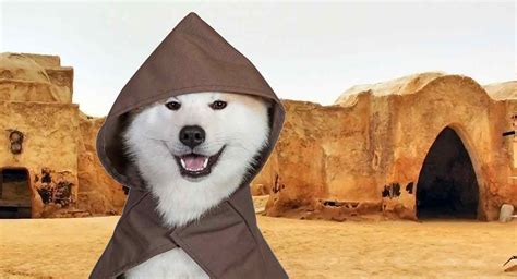 Star Wars Dog Names: May the Paws Be With You