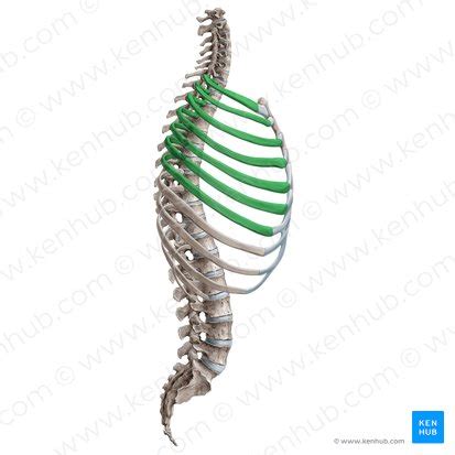 True ribs: Anatomy, structure and function | Kenhub