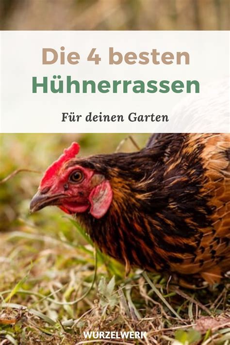 Hühnerhaltung im Garten Rassen Stall Auslauf Co Wurzelwerk in