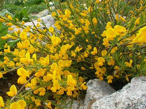 Дрок (лат. Genísta) — род растений семейства Бобовые (Fabaceae ...