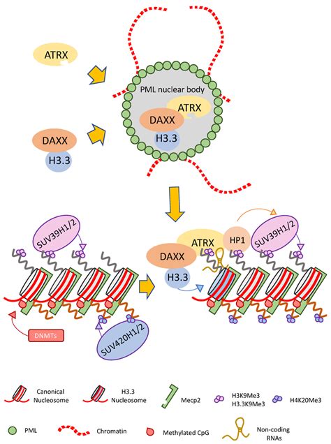 Pericentromeric Chromatin Pch Establishment And Maintenance Is