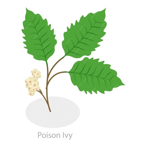 Premium Vector | D isometric flat vector illustration of poison ivy allergy to poison plants item