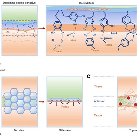 Adhesion Mechanisms Of Bioinspired Adhesives A Mussel Inspired