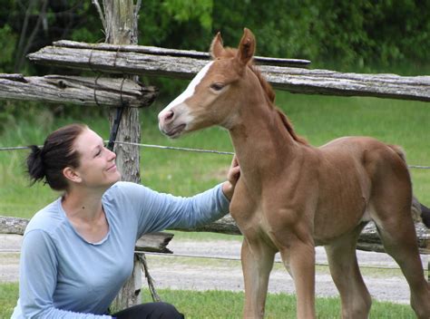 Gallery Red Gate Sporthorses