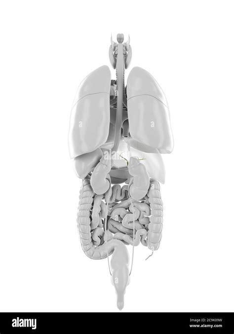 Vésicule biliaire anatomie 3d Banque d images détourées Alamy