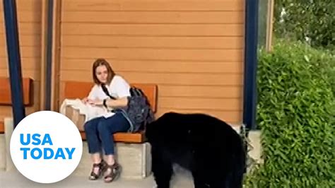 Black Bear Startles Woman Waiting For Bus Usa Today Youtube