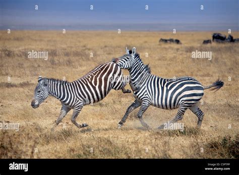 Equus Quagga Zebra Ngorongoro Conservation Area Tanzania Stock