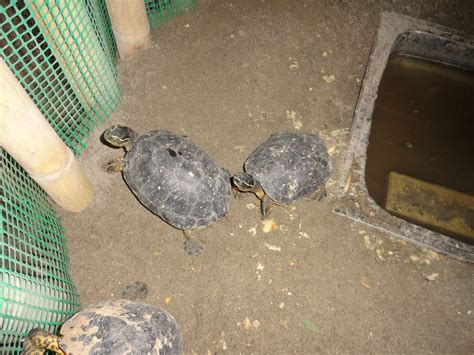 Foto En El Acuario Una Tortuga De Tierra Atacames Esmeraldas Ecuador