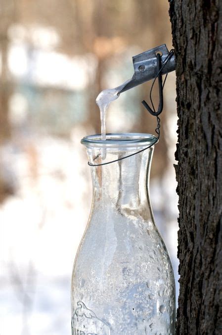 15 Maple syrup tapping ideas in 2021 | maple syrup taps, maple syrup, maple